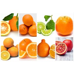 Name That Orange! The Modern Farmer Guide to Orange Varieties