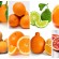 Name That Orange! The Modern Farmer Guide to Orange Varieties