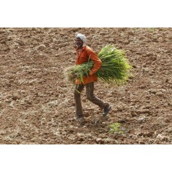 Indian Agriculture - what ails and fails the farmer?