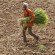 Indian Agriculture - what ails and fails the farmer?