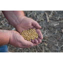 Soy Is Set to Become Our Biggest Crop by Acreage. But What Are We Doing With This Soy?