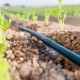 Drip Irrigation